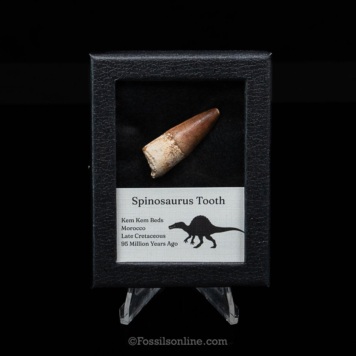 Spinosaurus Dinosaur Tooth Sm Case
