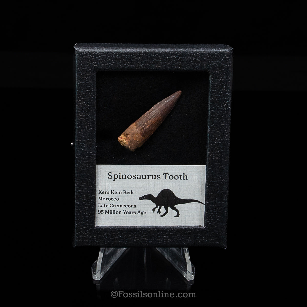 Spinosaurus Dinosaur Tooth Sm Case