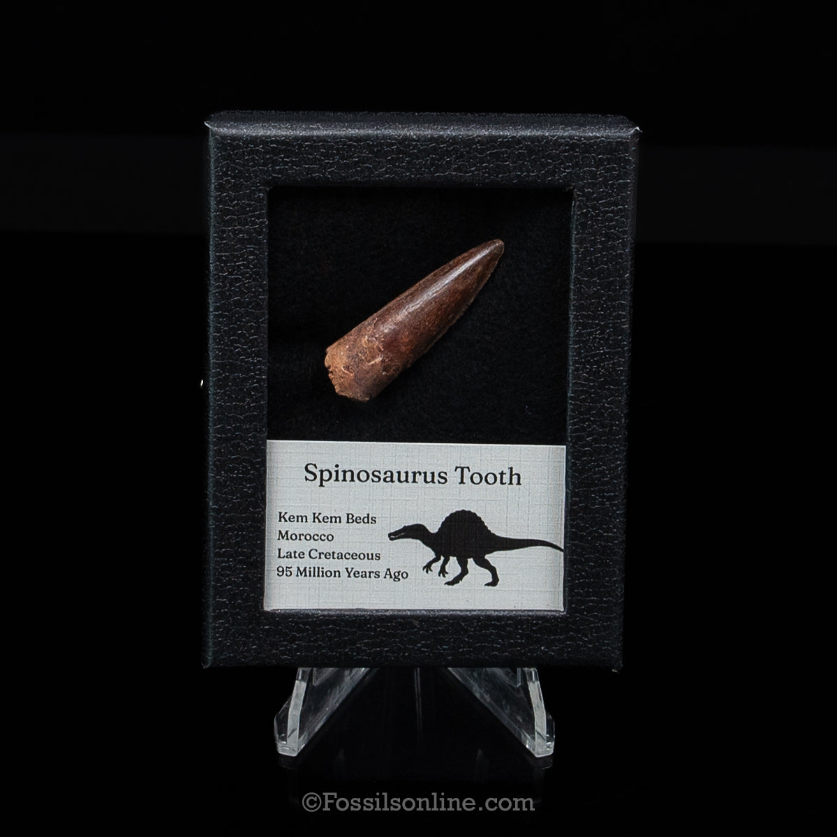 Premium Spinosaurus Dinosaur Tooth Sm Case