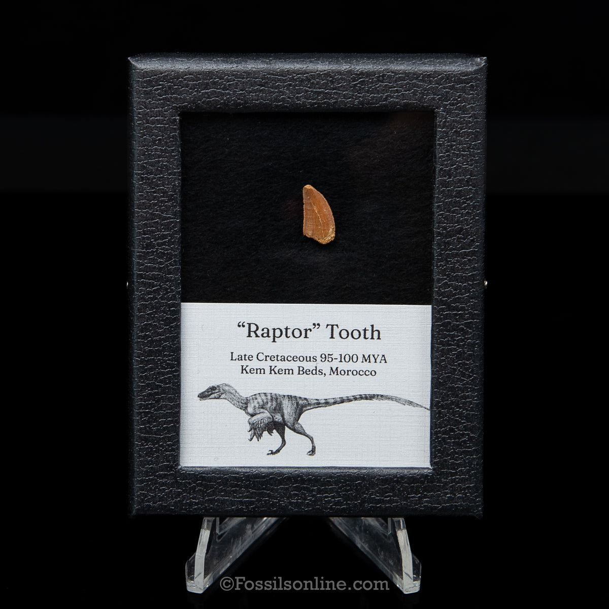 Theropod Dinosaur Tooth "Raptor" in a sm display case