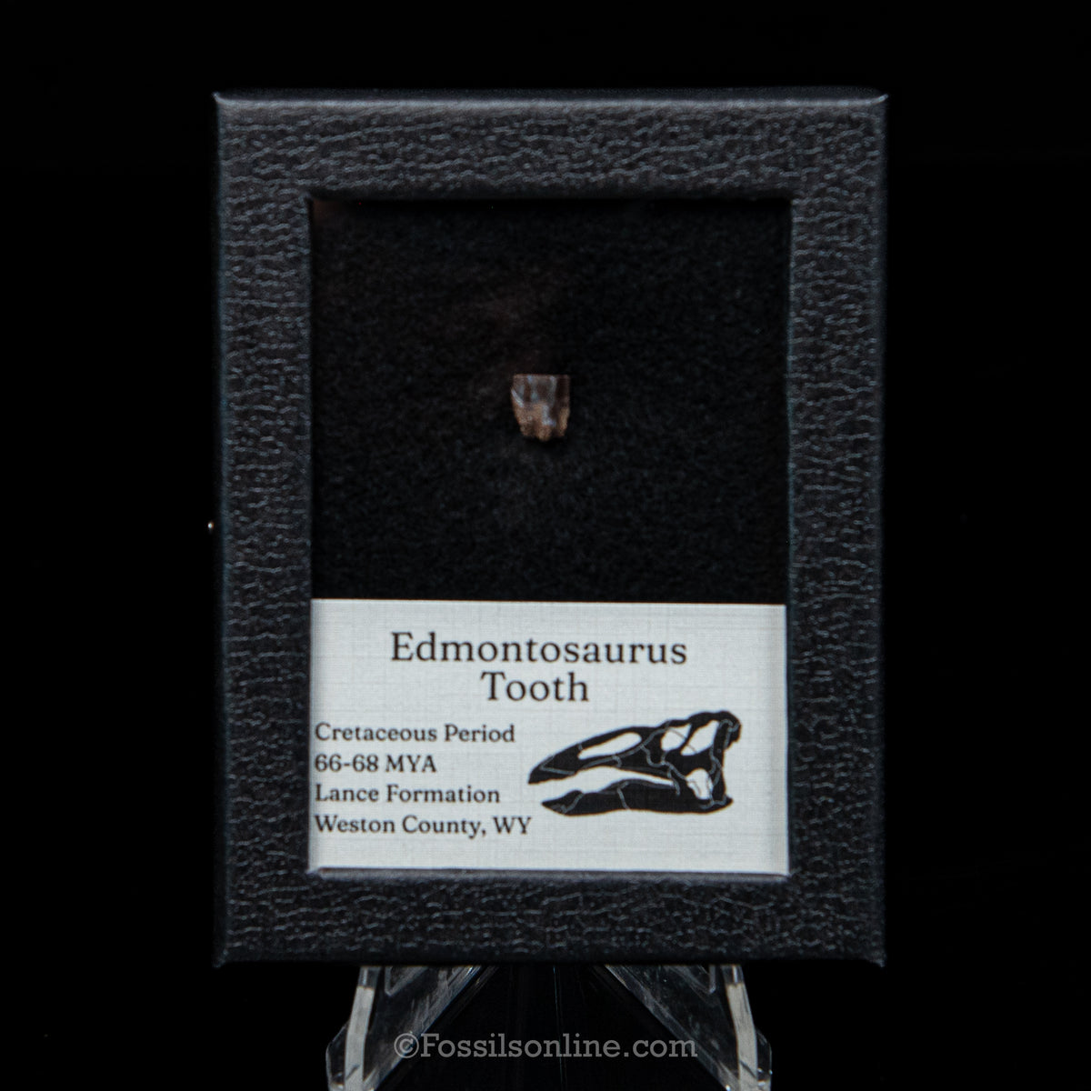 Edmontosaurus Tooth Sm Case