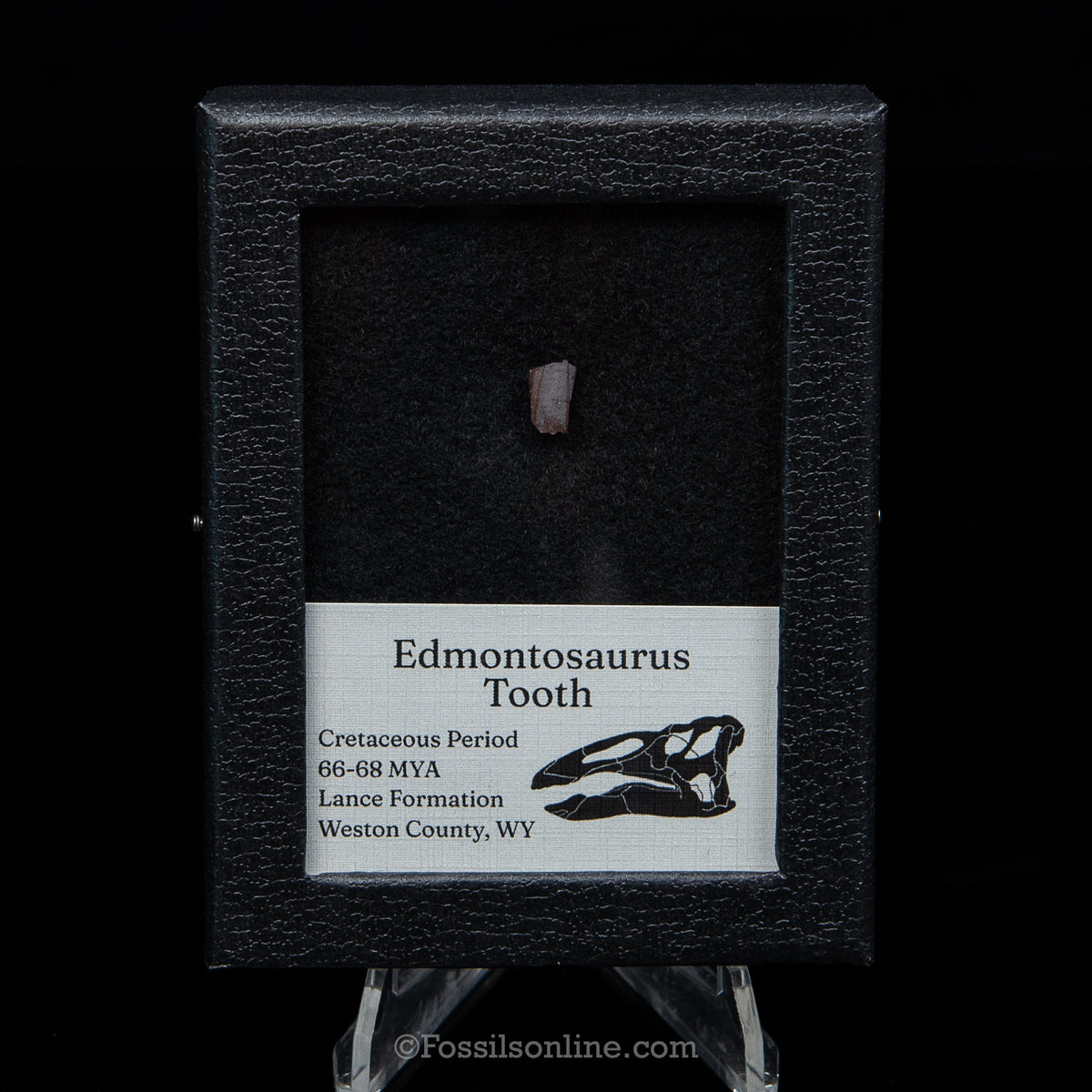 Edmontosaurus Tooth Sm Case