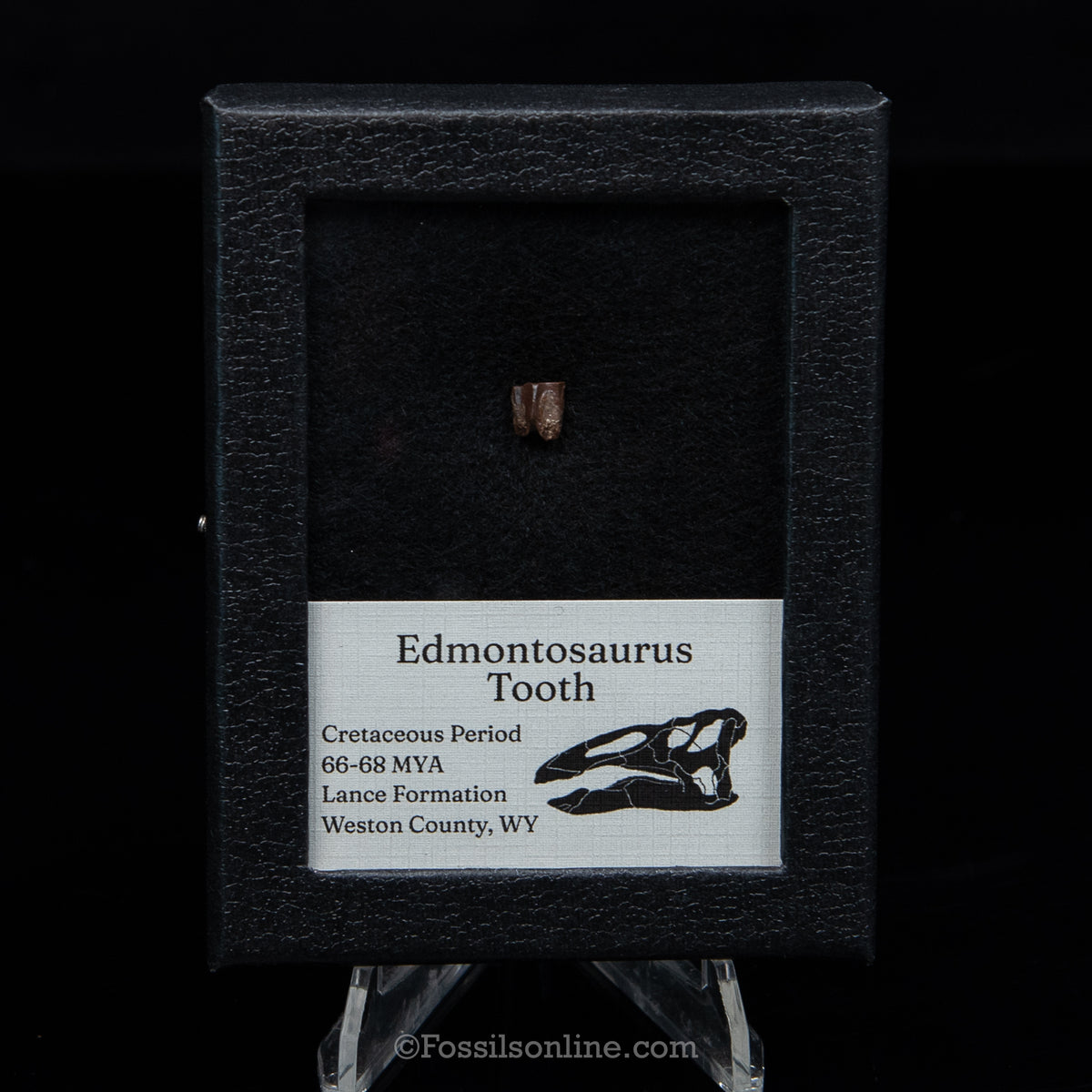 Edmontosaurus Tooth Sm Case