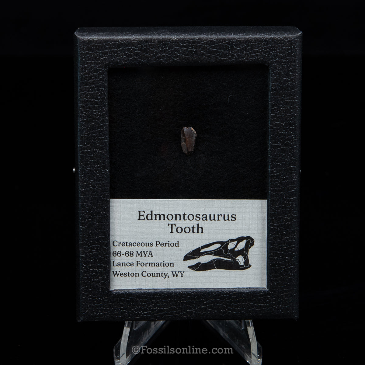 Edmontosaurus Tooth Sm Case
