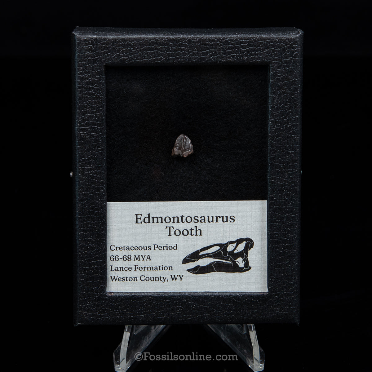Edmontosaurus Tooth Sm Case
