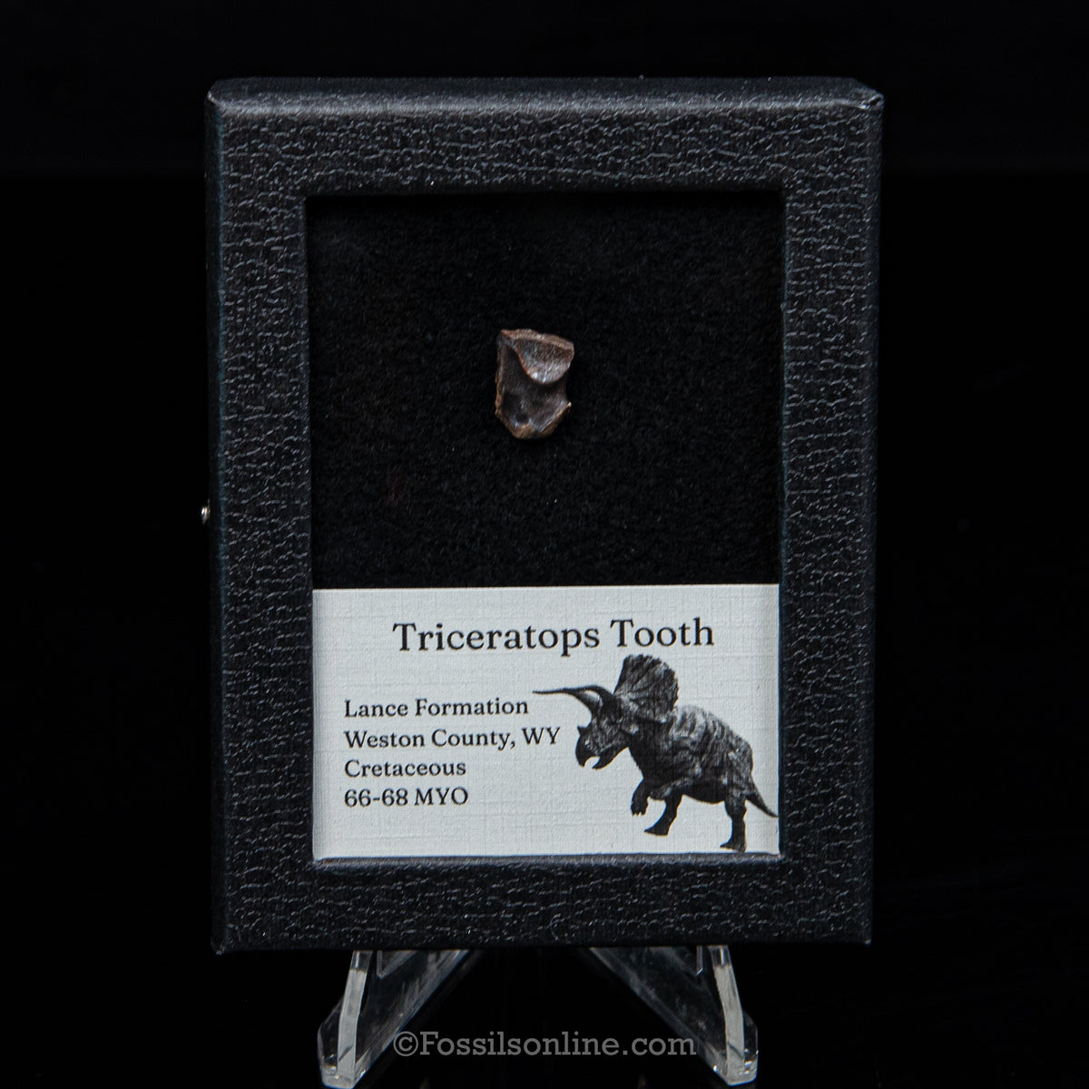 Triceratops Tooth Sm Case Lance FM