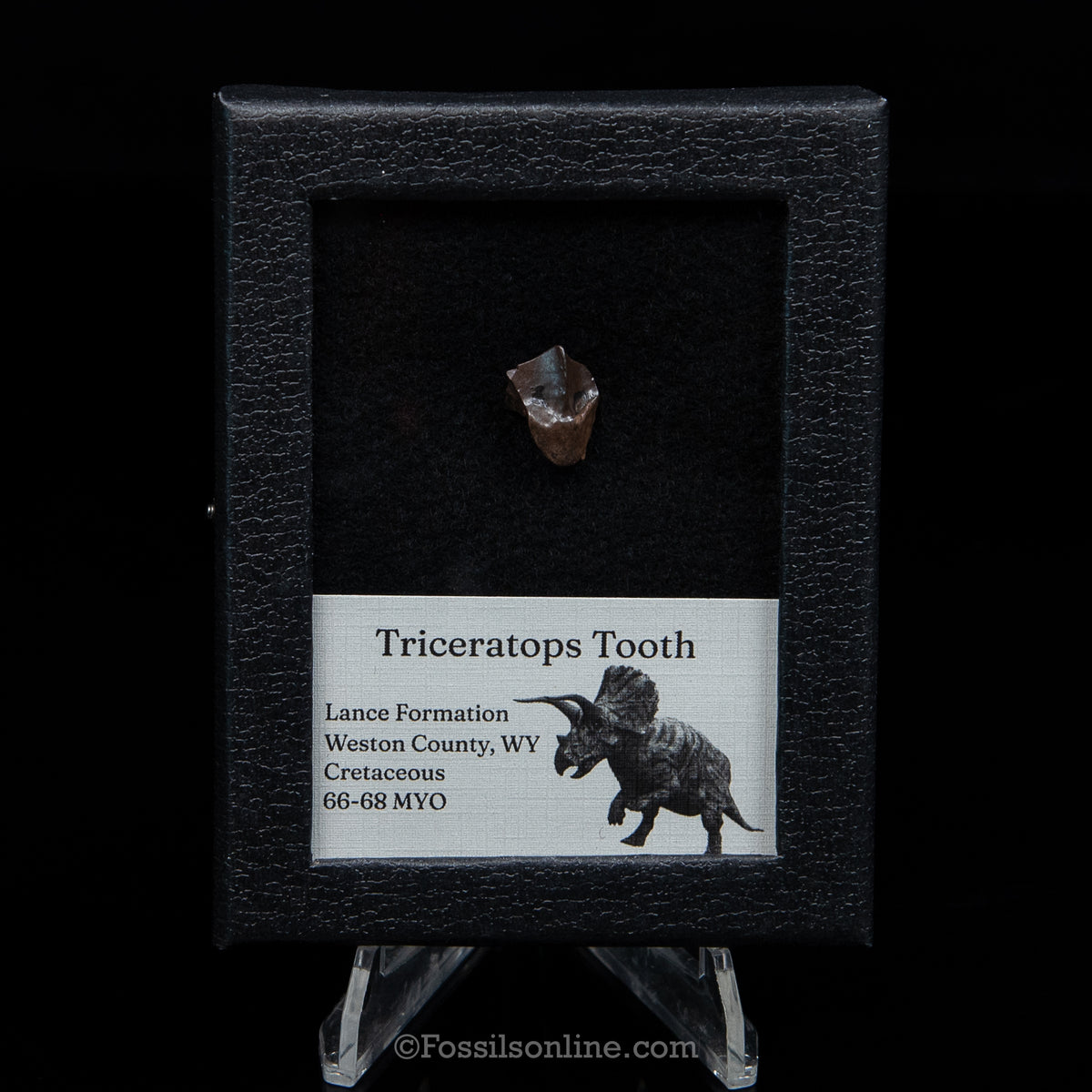 Triceratops Tooth Sm Case Lance FM