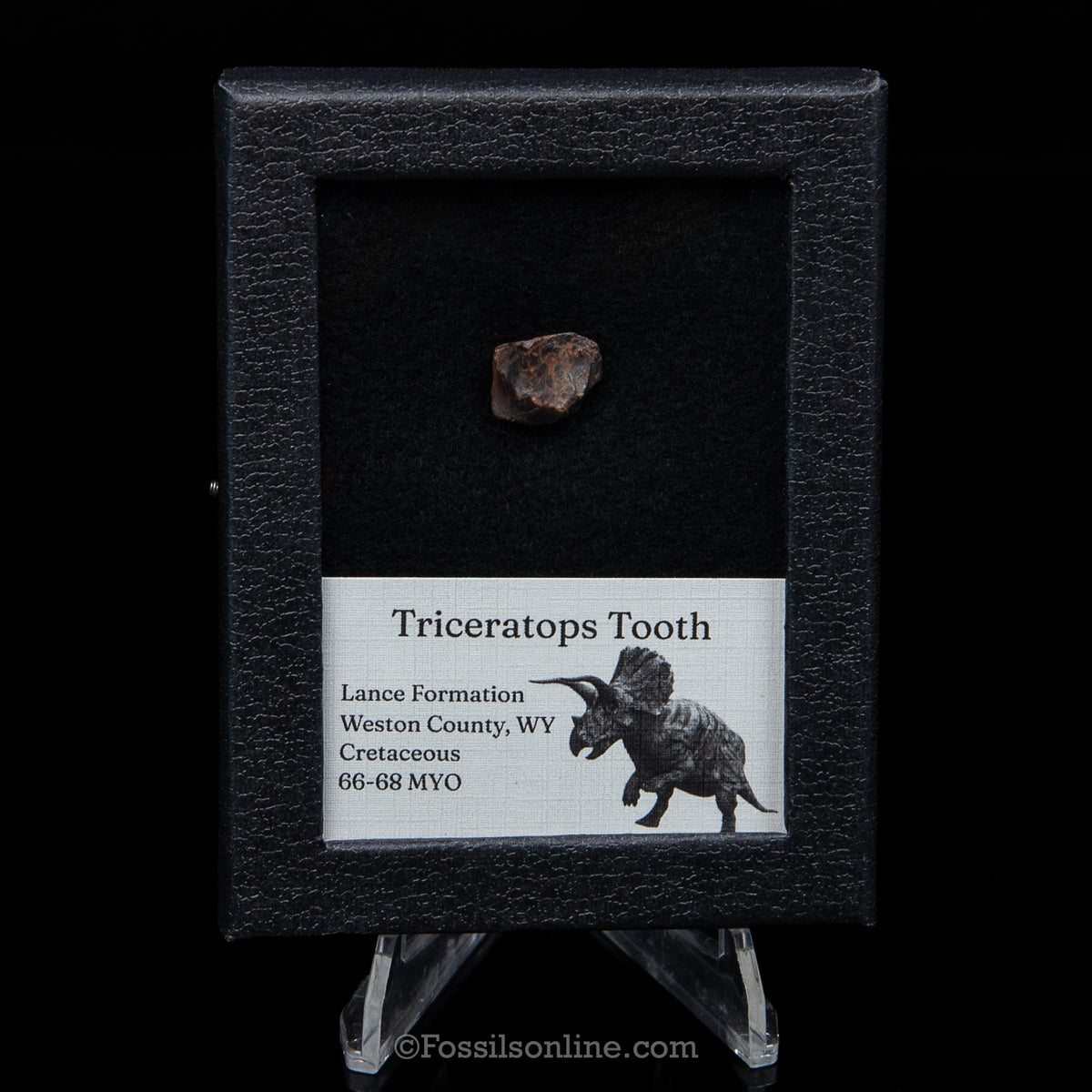 Triceratops Tooth Sm Case Lance FM