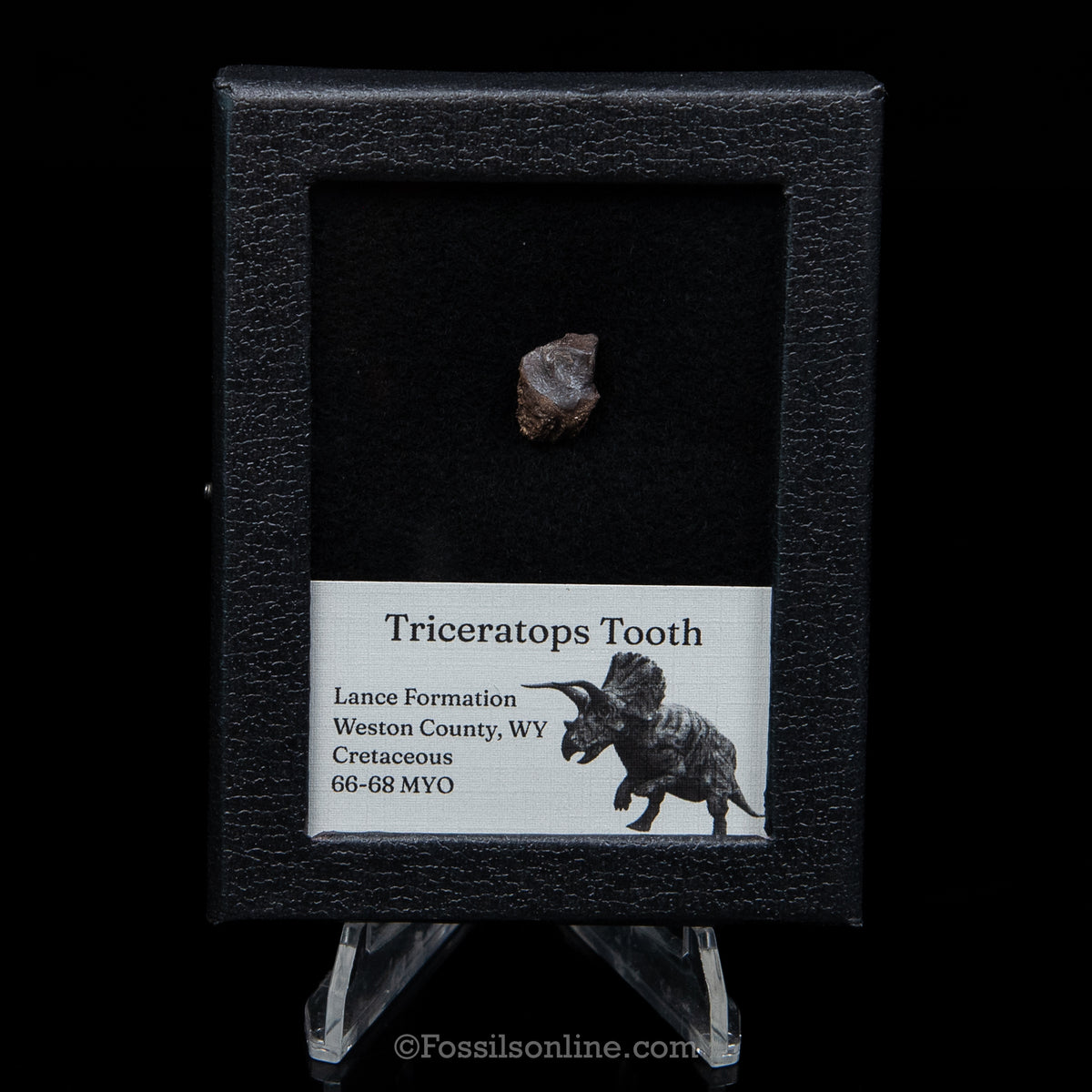Triceratops Tooth Sm Case Lance FM