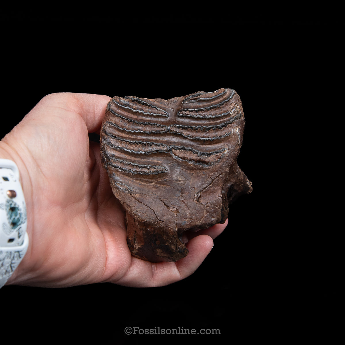 Woolly Mammoth Spit Tooth on Display Stand