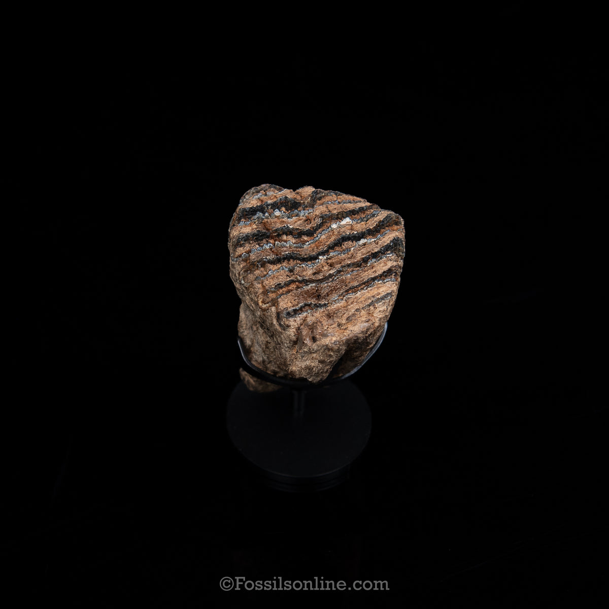 Juvenile Woolly Mammoth Tooth on Display Stand