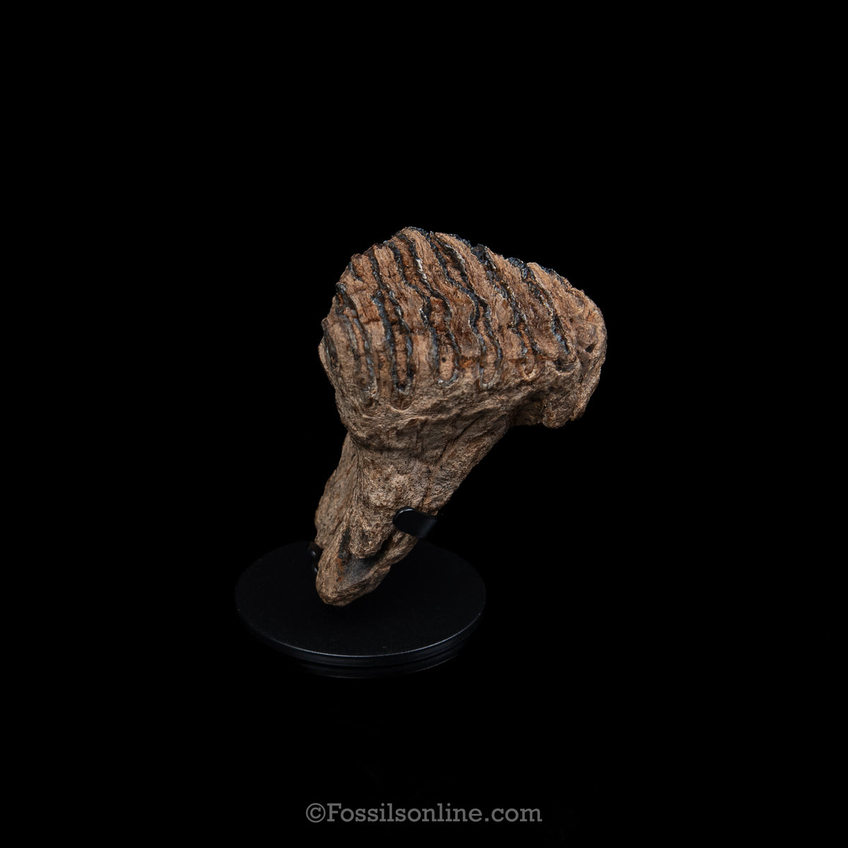 Juvenile Woolly Mammoth Tooth on Display Stand