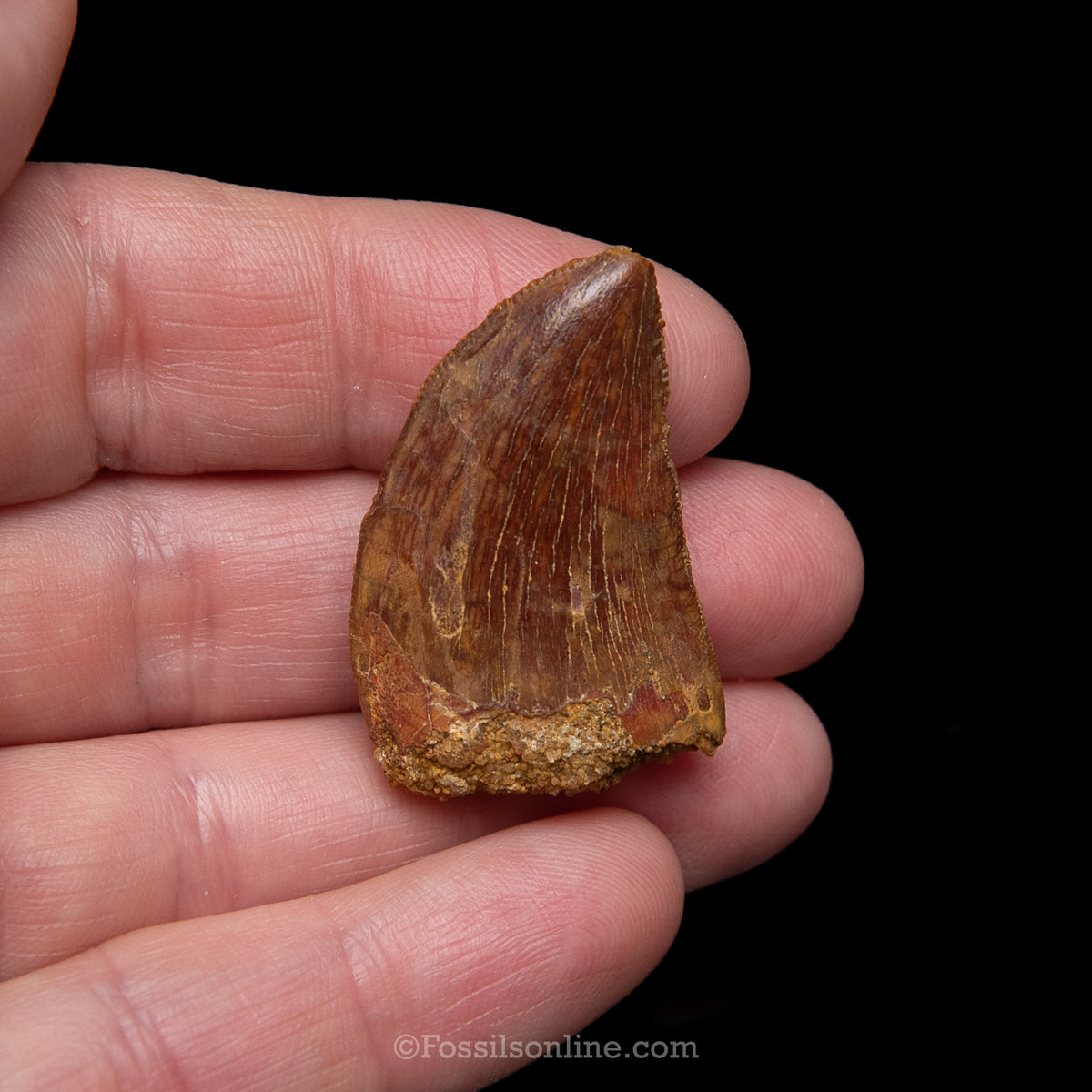 Carcharodontosaurus Tooth in a Display Case