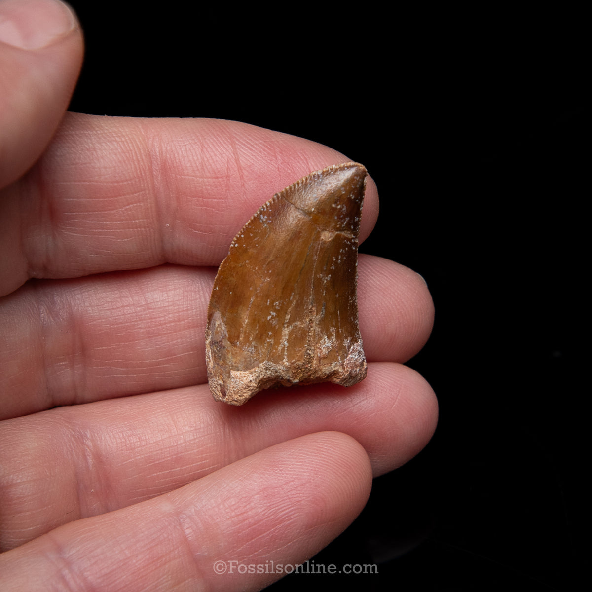 Carcharodontosaurus Tooth in a Display Case