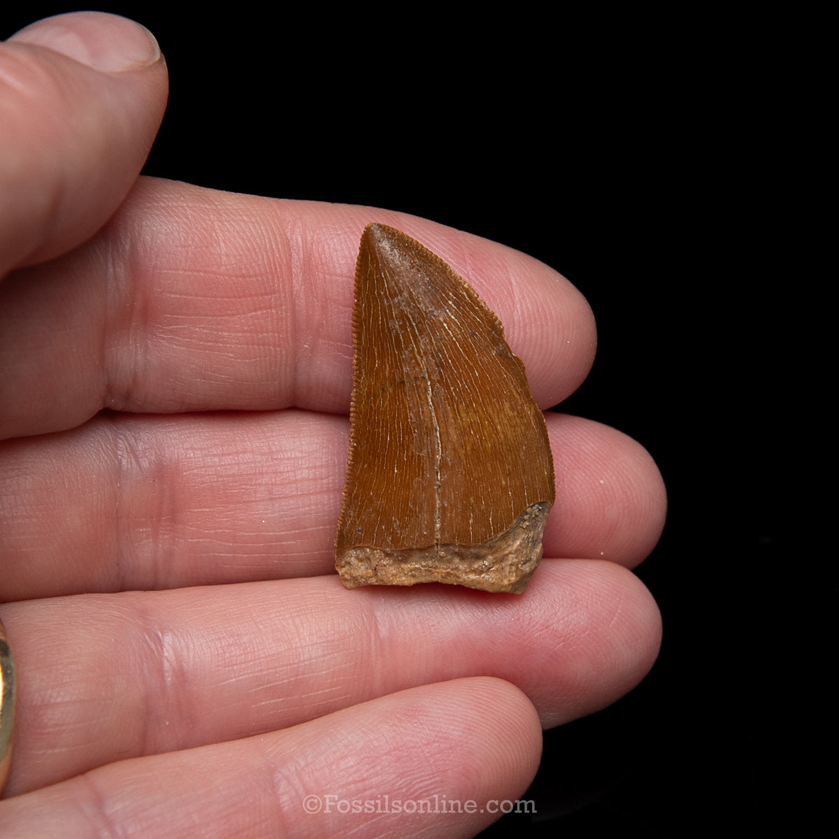 Carcharodontosaurus Tooth in a Display Case