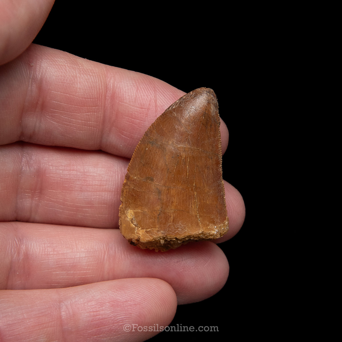 Carcharodontosaurus Tooth in a Display Case