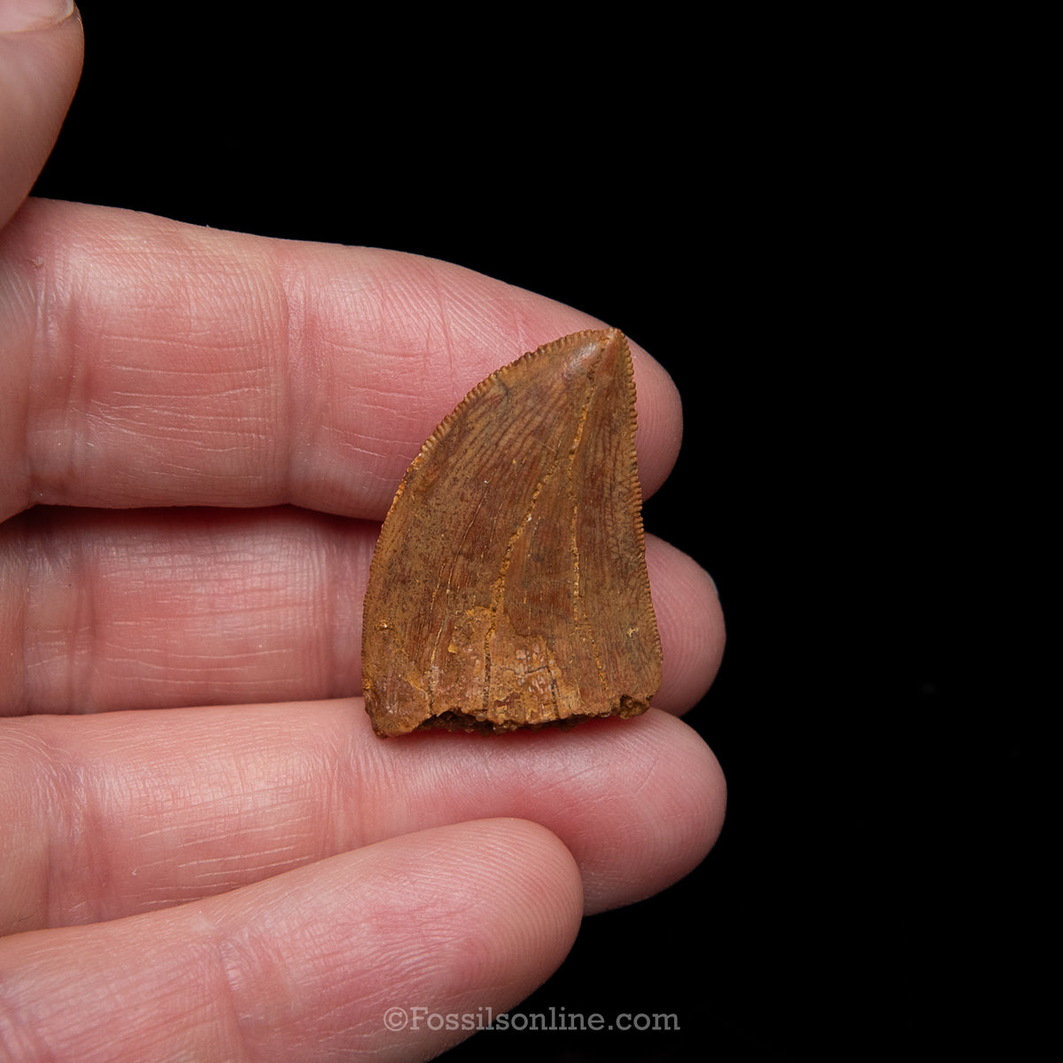 Carcharodontosaurus Tooth in a Display Case