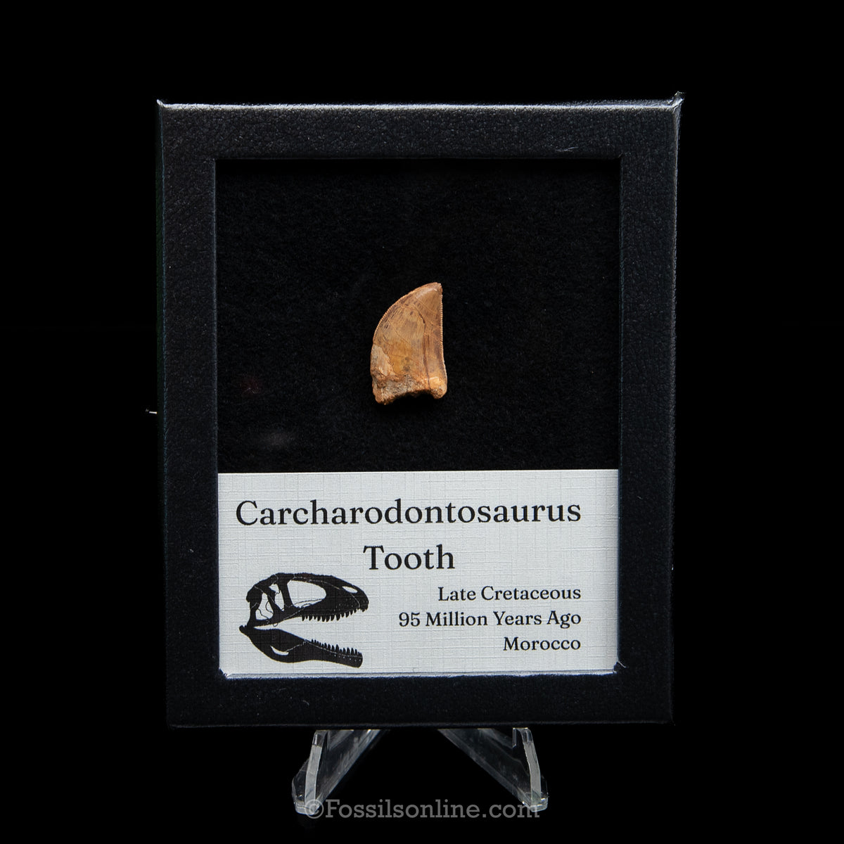Carcharodontosaurus Tooth in a Display Case