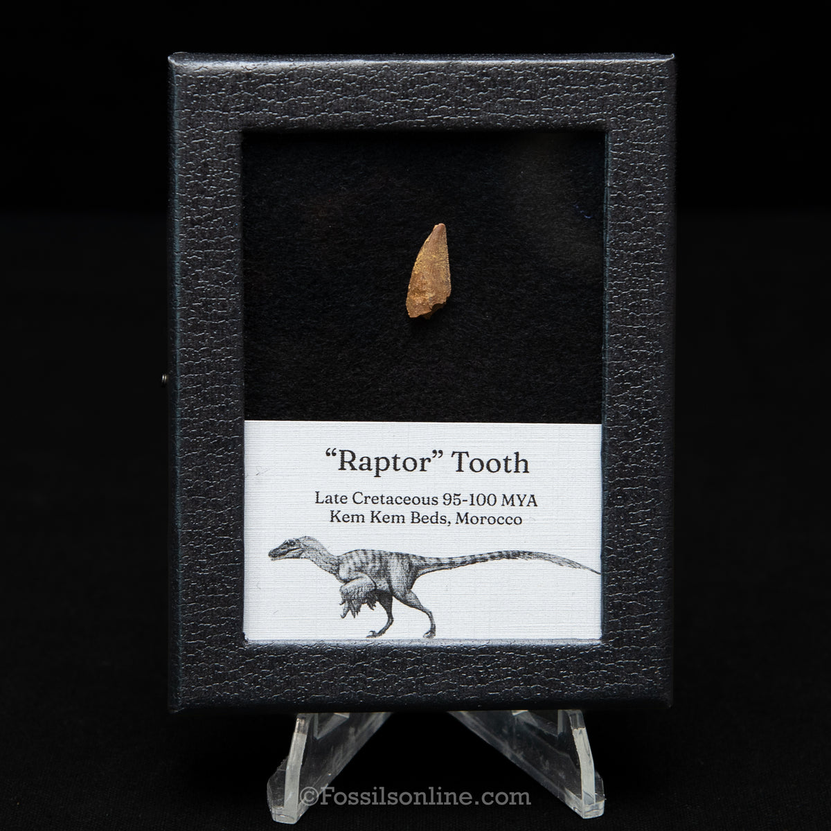 Theropod Dinosaur Tooth "Raptor" in a sm display case