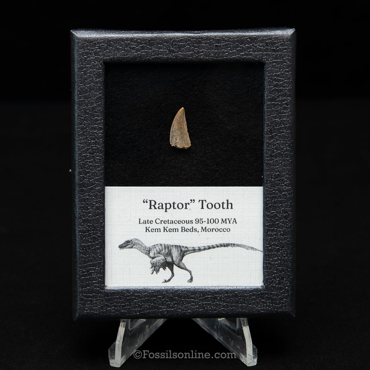 Theropod Dinosaur Tooth "Raptor" in a sm display case
