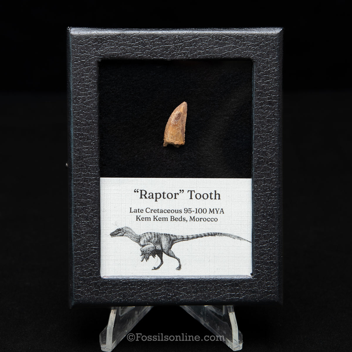 Theropod Dinosaur Tooth "Raptor" in a sm display case