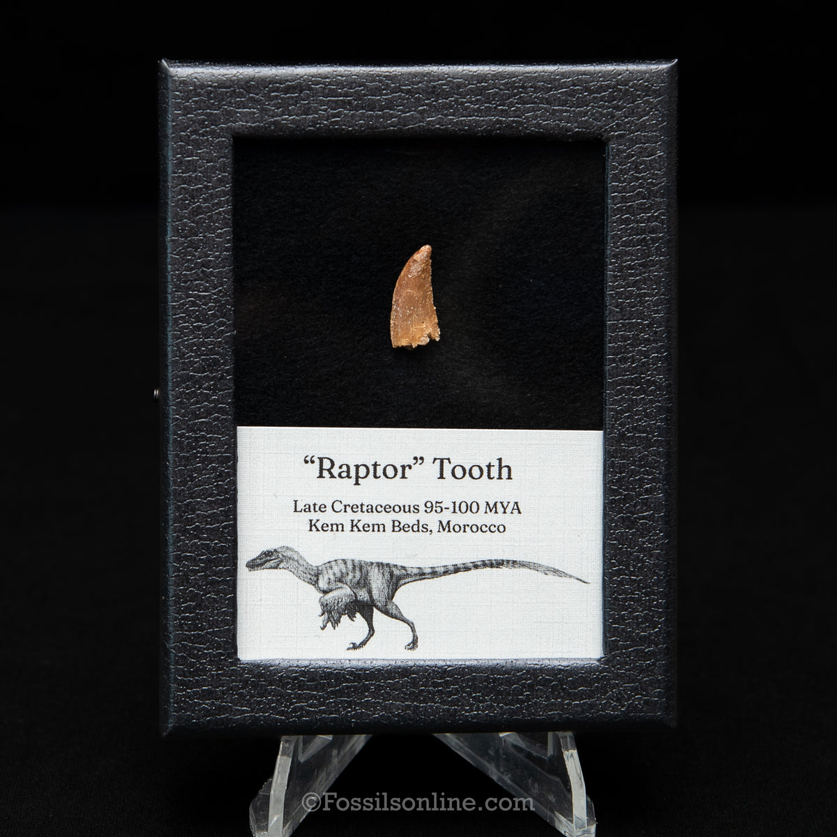 Theropod Dinosaur Tooth "Raptor" in a sm display case