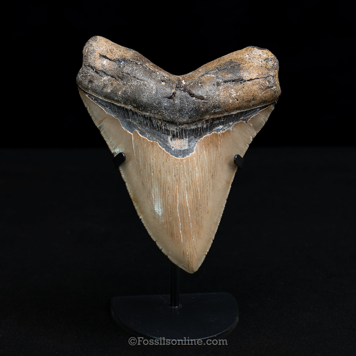 Genuine Prehistoric Fossil Tooth — Meg 5.44", North Carolina