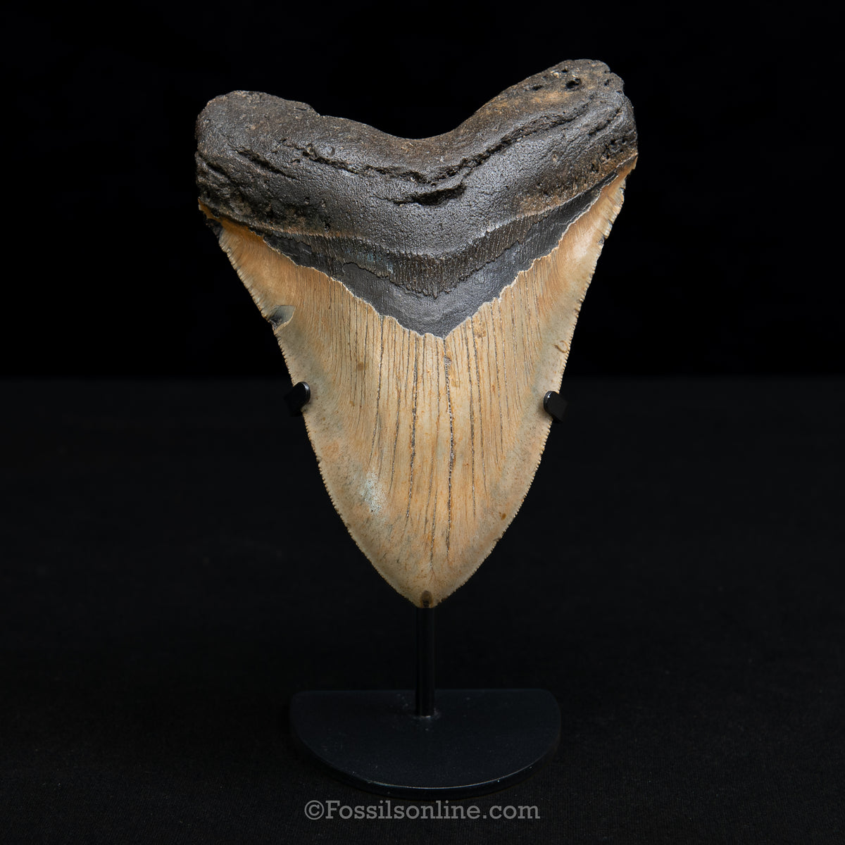 Genuine Prehistoric Fossil Tooth — Meg 5.84", North Carolina