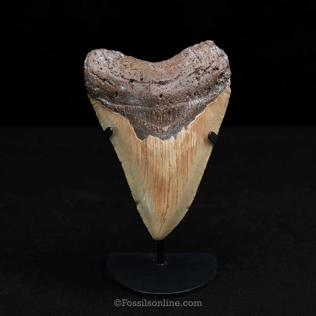 Genuine Prehistoric Fossil Tooth — Meg 4.95", North Carolina
