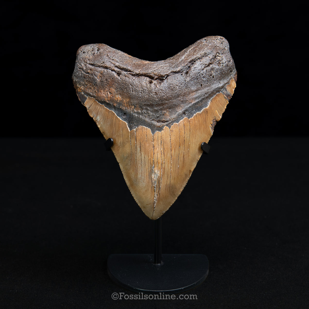 Genuine Prehistoric Fossil Tooth — Meg 5.17", North Carolina