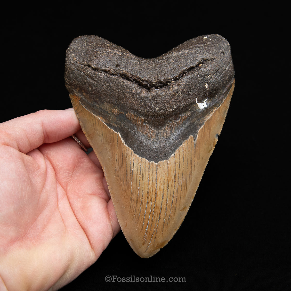 Genuine Prehistoric Fossil Tooth — Meg 5.20", North Carolina