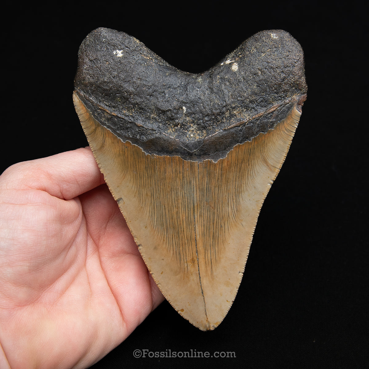 Genuine Prehistoric Fossil Tooth — Meg 5.20", North Carolina