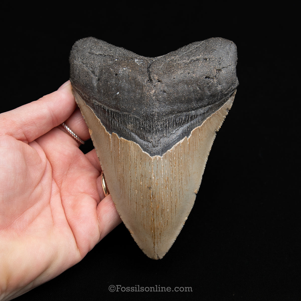 Genuine Prehistoric Fossil Tooth — Meg 5.02", North Carolina