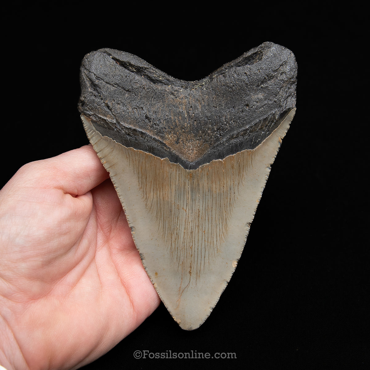 Genuine Prehistoric Fossil Tooth — Meg 5.02", North Carolina