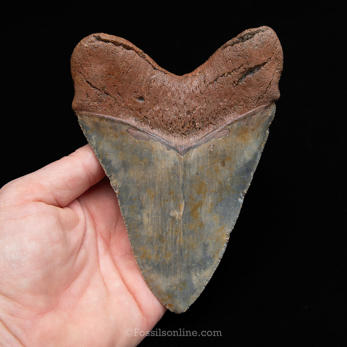 Genuine Prehistoric Fossil Tooth — Meg 5.15", North Carolina