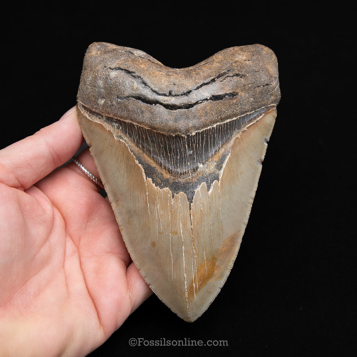 Genuine Prehistoric Fossil Tooth — Meg 5.10", North Carolina