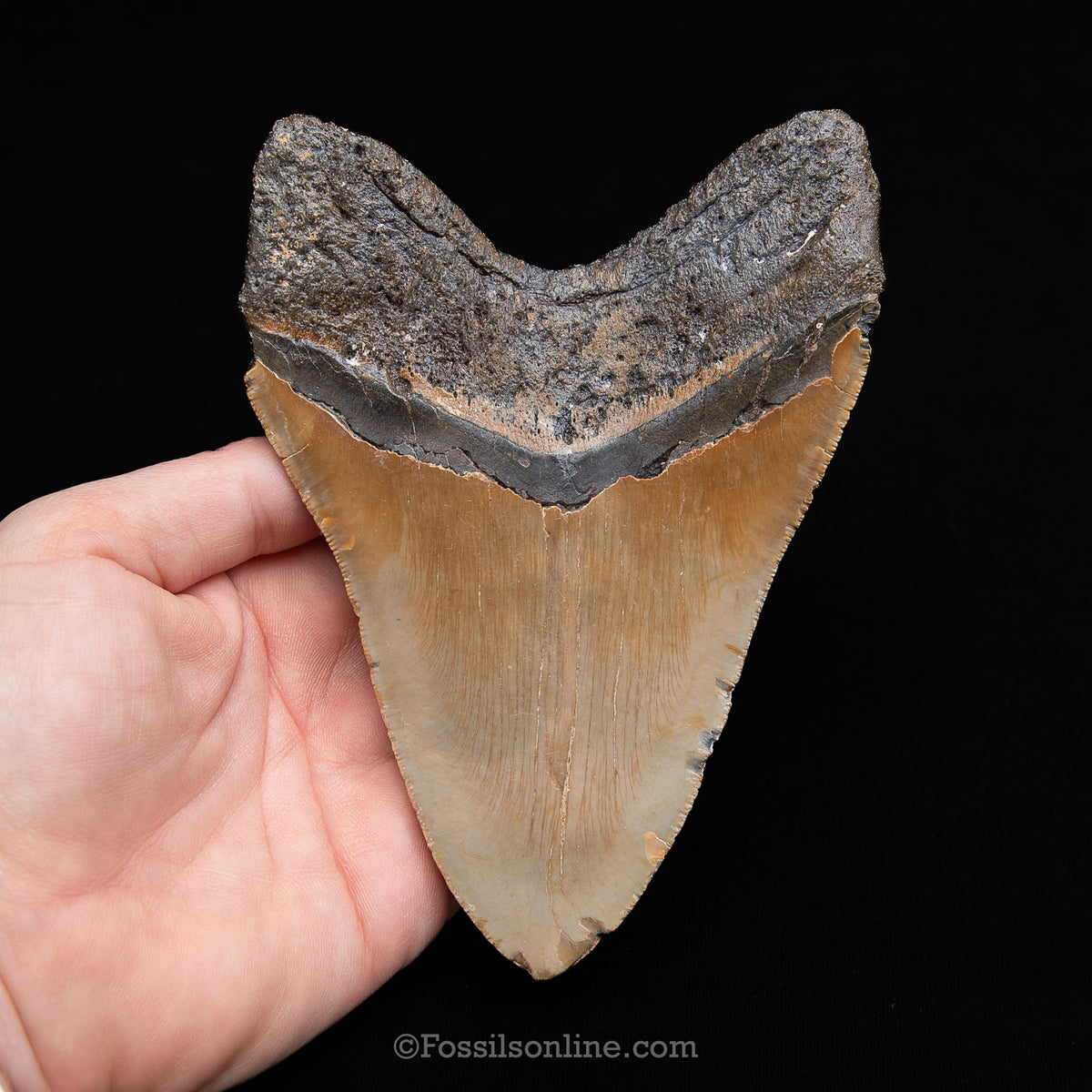 Genuine Prehistoric Fossil Tooth — Meg 5.50", North Carolina