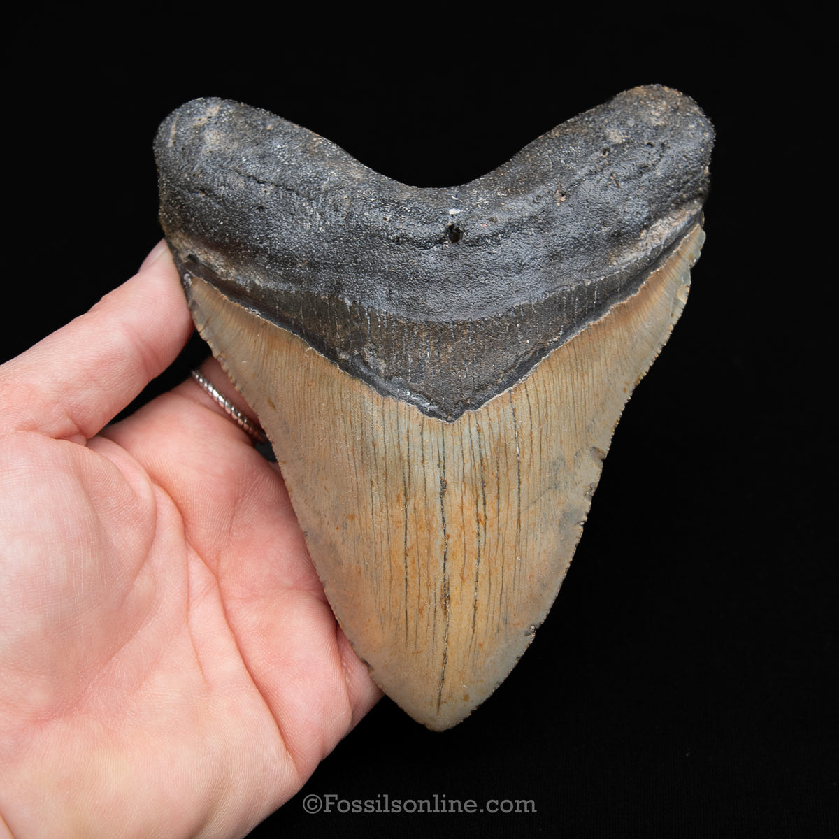 Genuine Prehistoric Fossil Tooth — Meg 5.1", North Carolina