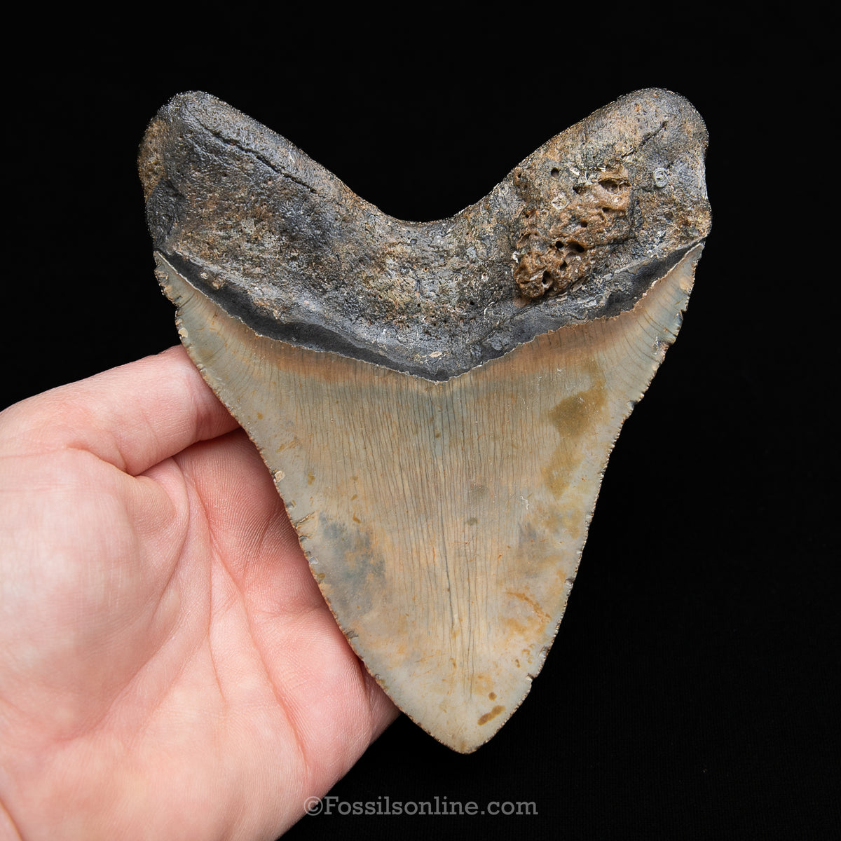 Genuine Prehistoric Fossil Tooth — Meg 5.1", North Carolina