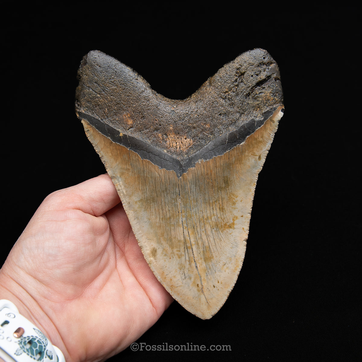 Genuine Prehistoric Fossil Tooth — Meg 5.84", North Carolina