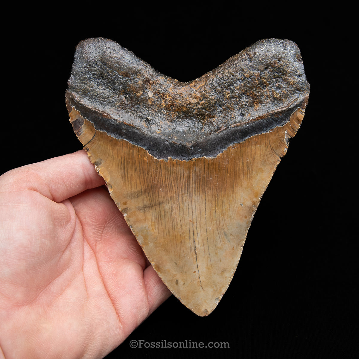 Genuine Prehistoric Fossil Tooth — Meg 5.17", North Carolina