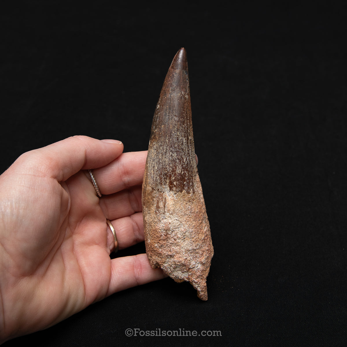 XL Spinosaurus Dinosaur Tooth in Lg Case