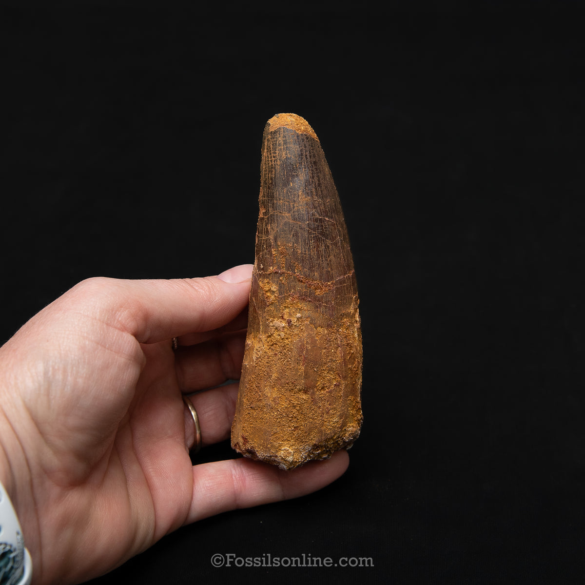 XL Spinosaurus Dinosaur Tooth in Lg Case
