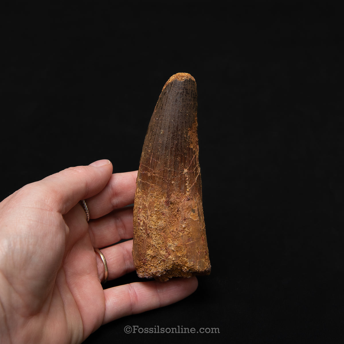 XL Spinosaurus Dinosaur Tooth in Lg Case