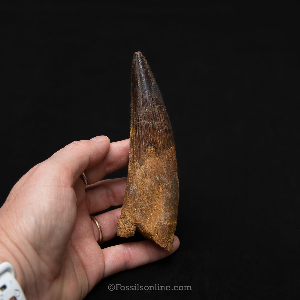 XL Spinosaurus Dinosaur Tooth in Lg Case