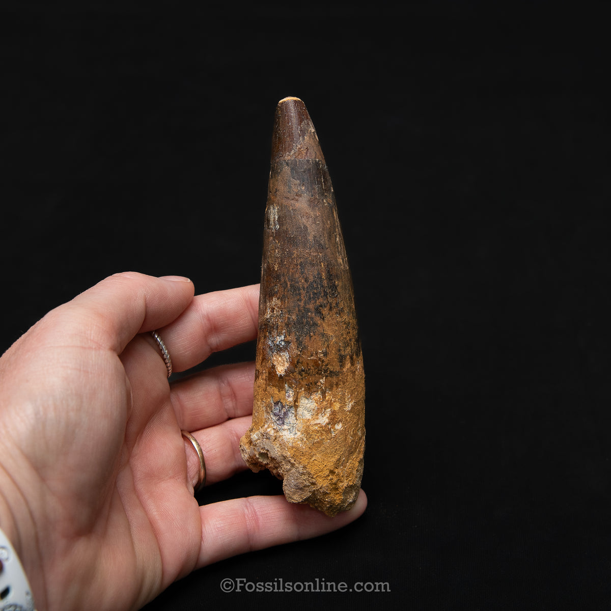 XL Spinosaurus Dinosaur Tooth in Lg Case