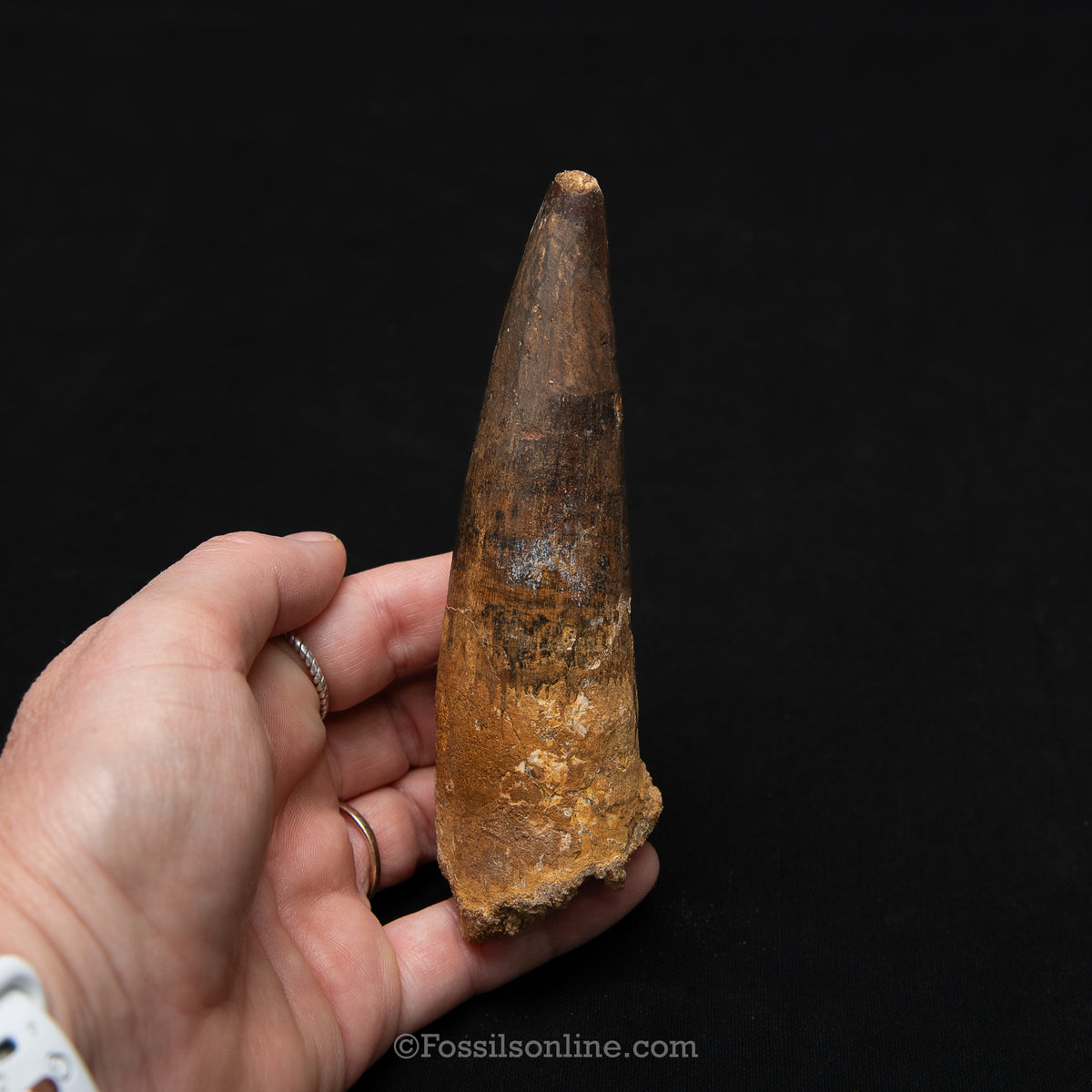 XL Spinosaurus Dinosaur Tooth in Lg Case