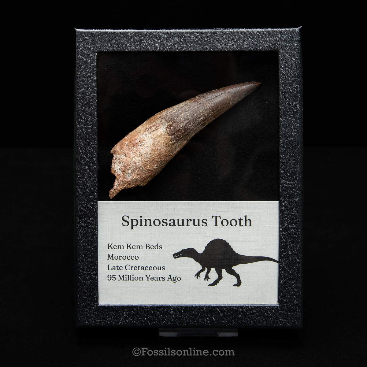 XL Spinosaurus Dinosaur Tooth in Lg Case