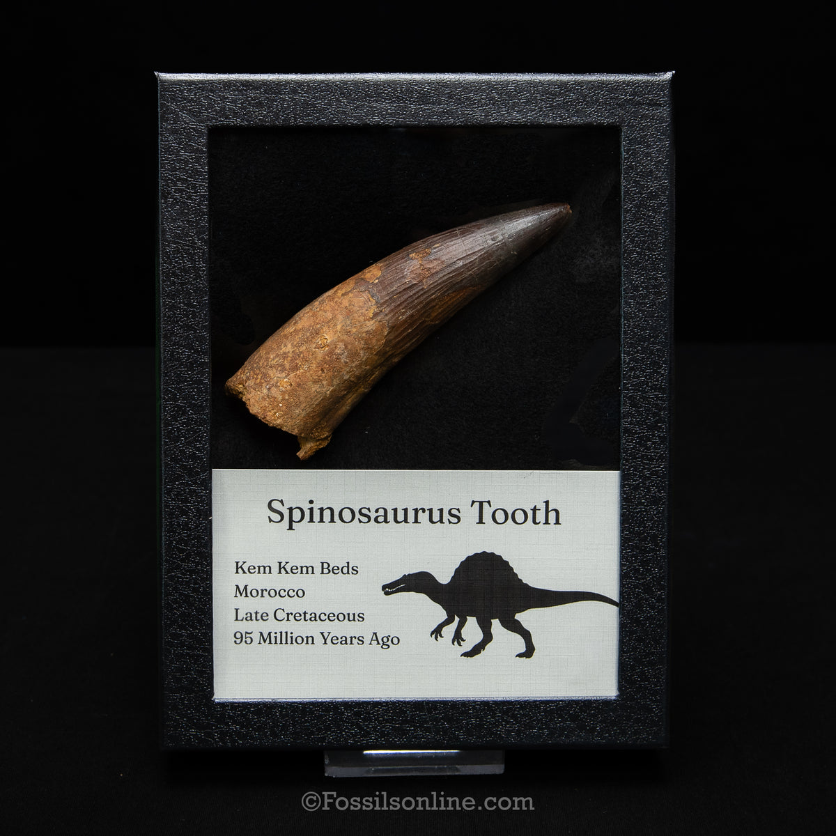 XL Spinosaurus Dinosaur Tooth in Lg Case