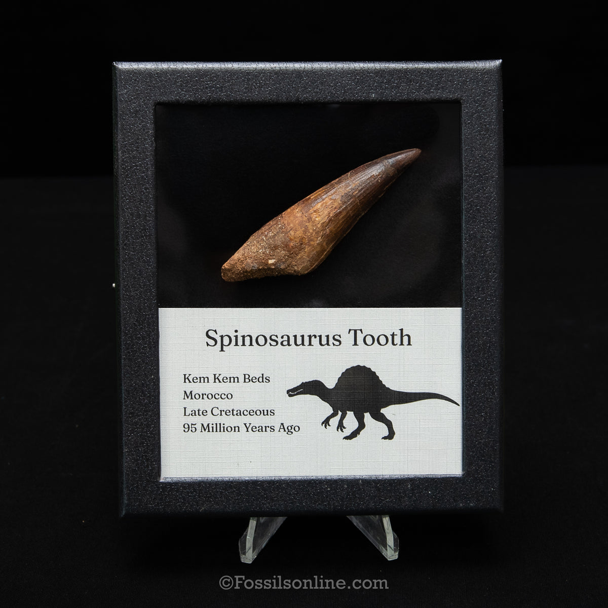 Spinosaurus Dinosaur Tooth Med Case